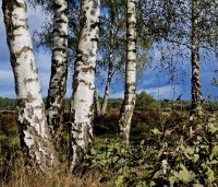 Betula pendula - Ruwe berk - 1
