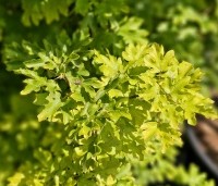 Acer campestre 'Nanum' - Acer campestre 'Nanum' - 2