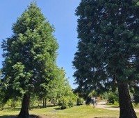 Sequoiadendron giganteum - Mammoetboom - onze giganten op de kwekerij in Apeldoorn