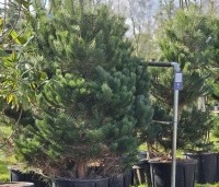 Pinus nigra 'Nigra' - Oostenrijkse den - 175-200 cm extra kwaliteit februari 2026