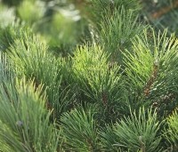 Pinus nigra 'Nigra' - Oostenrijkse den - februari 2026