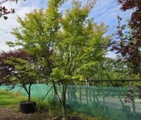 Acer palmatum - Japanse Esdoorn - 1