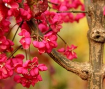 Euonymus Europaeus