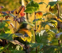 Viburnum Opulus