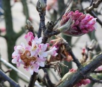 Viburnum x bodnantense 'Dawn' - Winterbloeiende Sneeuwbal 'Dawn' - 1