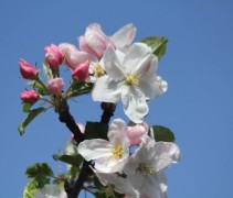 Malus Rode Boskoop