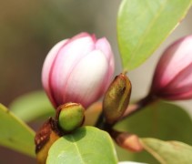 Michelia 'Fairy Magnolia Blush'