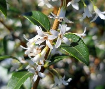 Osmanthus Burkwoodii
