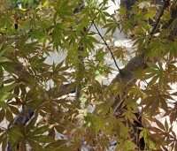 Acer palmatum 'Kurabu-Yama' - Japanse esdoorn - 3