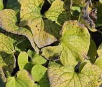 Brunnera macrophylla - Kaukasisch vergeet-mij-nietje - herfst