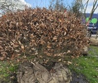 Fagus sylvatica - Groene beuk - bolvormen