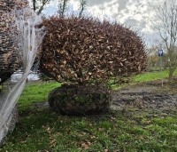 Fagus sylvatica - Groene beuk - 1