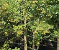 Sorbus 'Joseph Rock' - Lijsterbes 'Joseph Rock' - 1