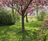 Prunus serrulata 'Kanzan' - Sierkers, kanzan - 9