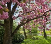 Prunus serrulata 'Kanzan' - Sierkers, kanzan - 6