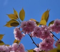 Prunus serrulata 'Kanzan' - Sierkers, kanzan - 4