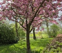 Prunus serrulata 'Kanzan' - Sierkers, kanzan - 8