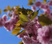 Prunus serrulata 'Kanzan' - Sierkers, kanzan - 5