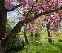 Prunus serrulata 'Kanzan' - Sierkers, kanzan - 7