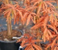 Taxodium distichum 'Pendulum' - Moerascypres 'Pendulum' - 1