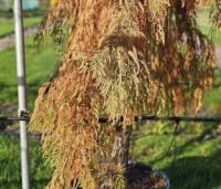 Taxodium distichum 'Pendulum' - Moerascypres 'Pendulum' - 2