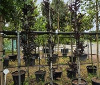 Fagus sylvatica 'Rohan Obelisk' - Beuk 'Rohan Obelisk' - 3