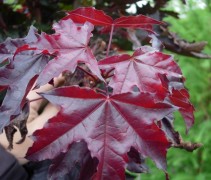 Acer plat. 'Crimson Sentry' / Roodbladige Noorse Esdoorn 'Crimson Sentry' blad