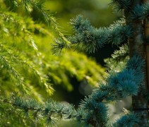 Cedrus libani Glauca
