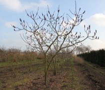 rhus