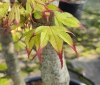 Acer palmatum 'Tsumabeni' - Acer palmatum 'Tsumabeni' Japanse kleinbladige esdoorn - 5