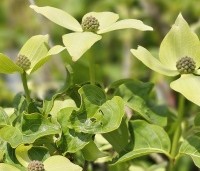 cornus kousa var chinensis - cornus kousa var chinensis - 2