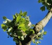 Platanus hispanica - Plataan - 6