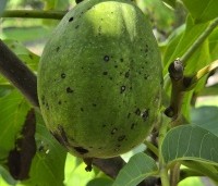 Juglans regia 'Lange van Lod'  - Walnoot, Reuzennoot - 8
