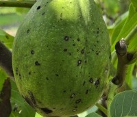 Juglans regia 'Lange van Lod'  - Walnoot, Reuzennoot - 9