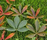 Aesculus x Arnoldiana 'Autumn Splendor' - Kastanjeboom met rode herfstkleuren - 8