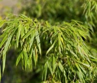 Fargesia 'Rufa' - Bamboe 'Rufa' - oktober blad wintergroen