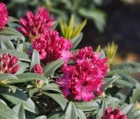 Rhododendron 'Marie Forte' - Rododendron 'Marie Forte' - 3