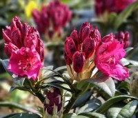Rhododendron 'Marie Forte' - Rododendron 'Marie Forte' - 2