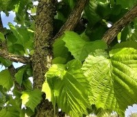 Corylus colurna - Turkse hazelaar - 2