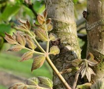 Aralia uitloop