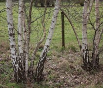 Betula Pendula