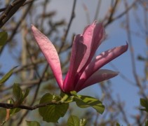 Magnolia 'Galaxy' bloem en uitlopend blad