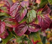 Parrotia persica 'Persian Spire' - Perzisch IJzerhout 'Persian Spire' -