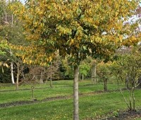 Sycoparrotia semidecidua - Schijnparrotia - 8