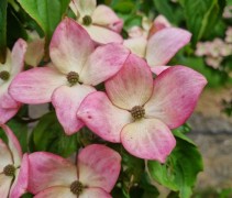 Cornus Satomi