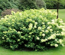 Hydrangea paniculata 'Limelight' 