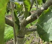Malus dom. 'Jonagold' - Malus dom. 'Jonagold' - 5