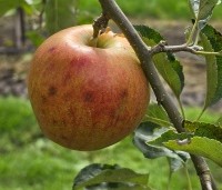 Malus dom. 'Jonagold' - Malus dom. 'Jonagold' - 6