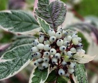 Cornus alba 'Sibirica Variegata' - Kornoelje 'Sibirica Variegata' - 1