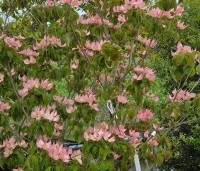 Cornus kousa 'Rosy Teacups' - Japanse grootbloemige kornoelje 'Rosy Teacups' - 4
